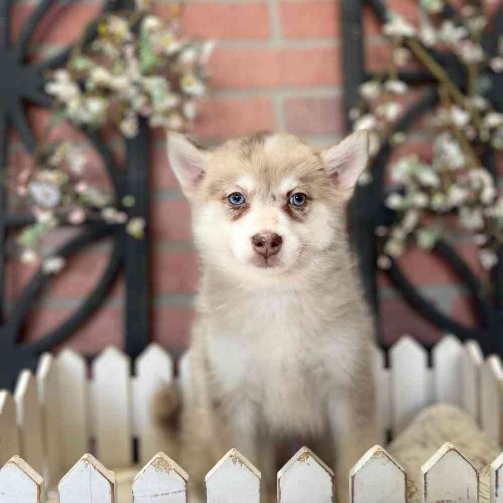 carousel pet images
