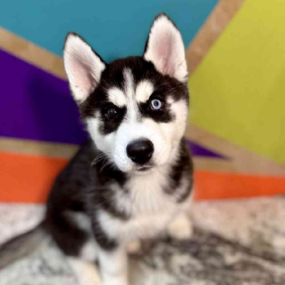 carousel pet images