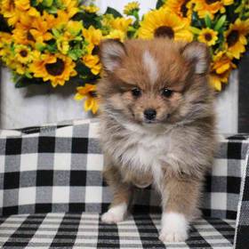 Pomeranian