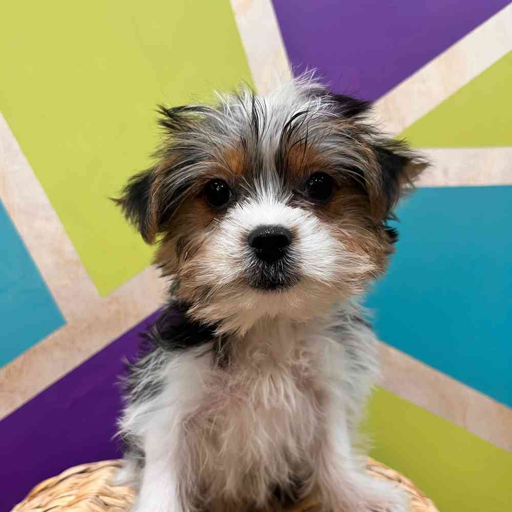 carousel pet images
