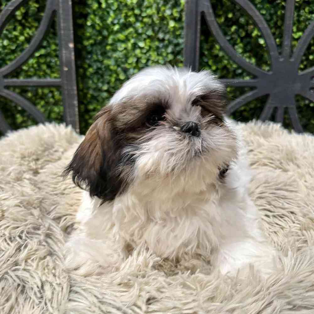 carousel pet images