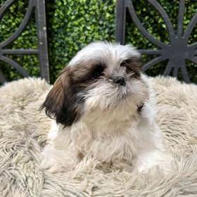 Shih Tzu