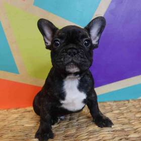 French Bulldog
