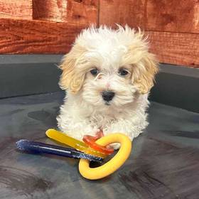 Maltipoo