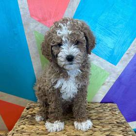 Mini Poodle