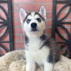 Siberian Husky