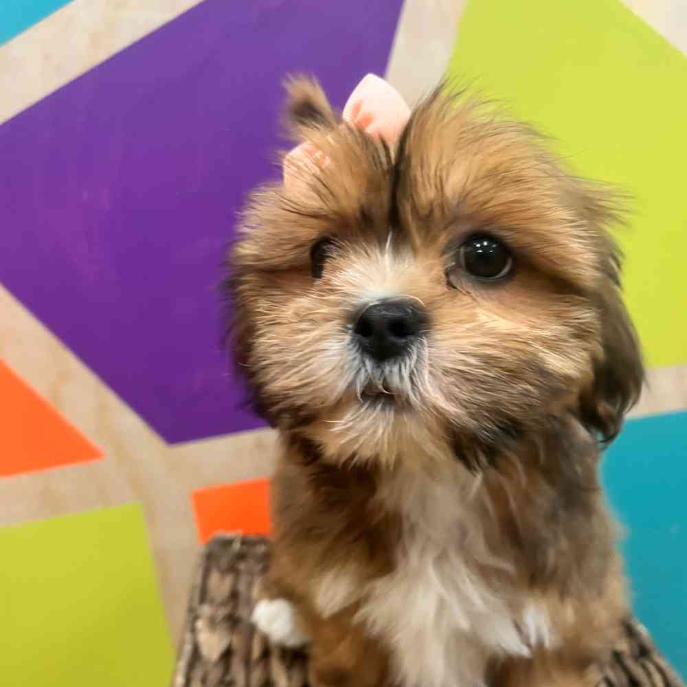 carousel pet images