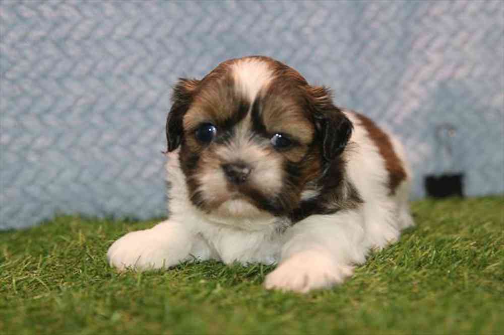 carousel pet images