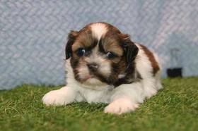 Shih Tzu