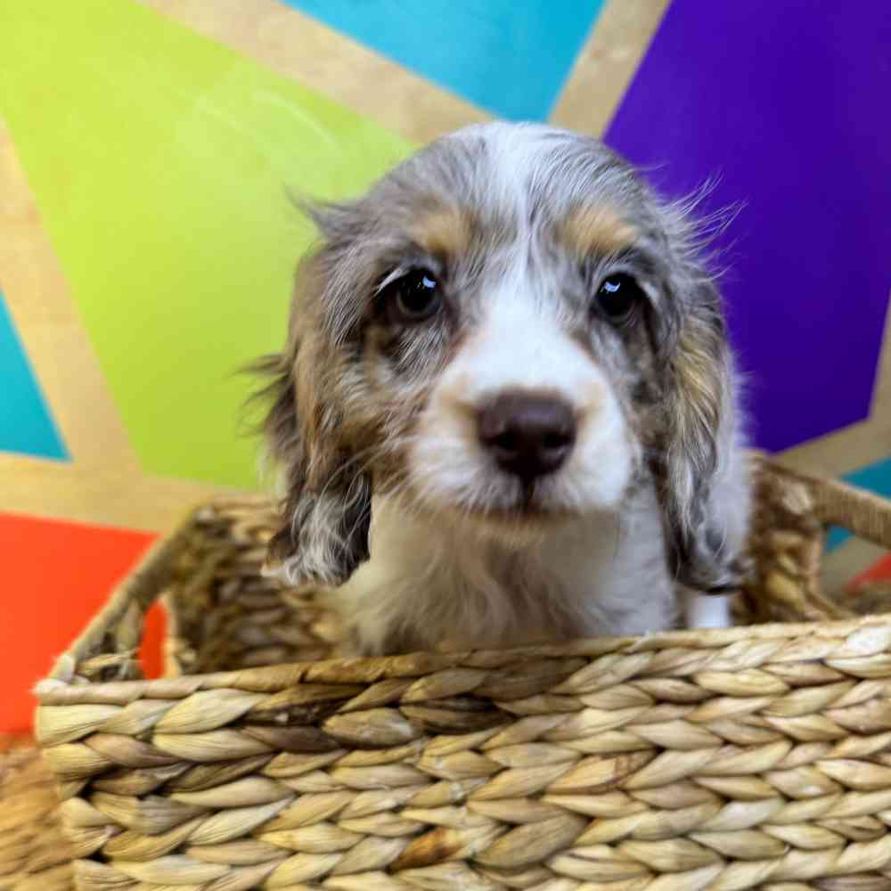 Image of a pet breed in the gallery