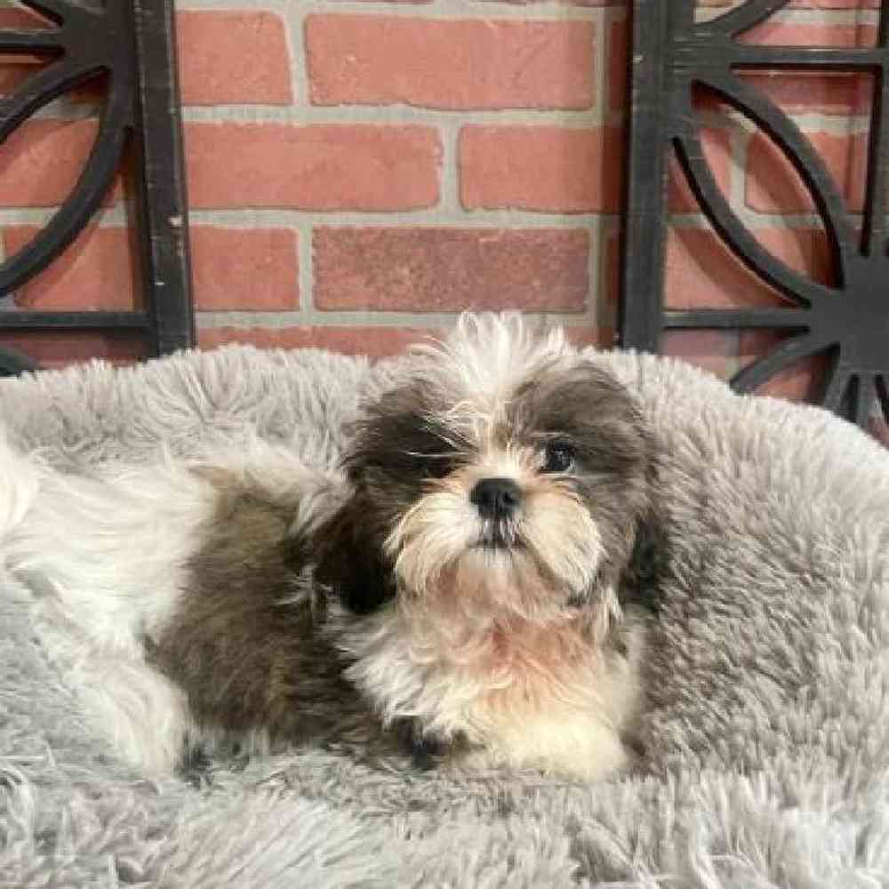 carousel pet images