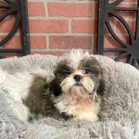Shih Tzu