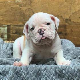 English Bulldog