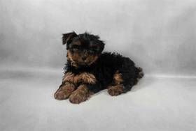 Yorkie