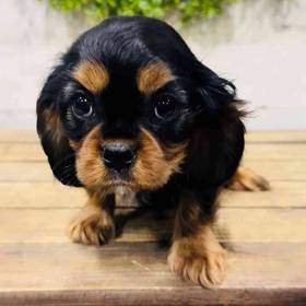 Cavalier King Charles Spaniel