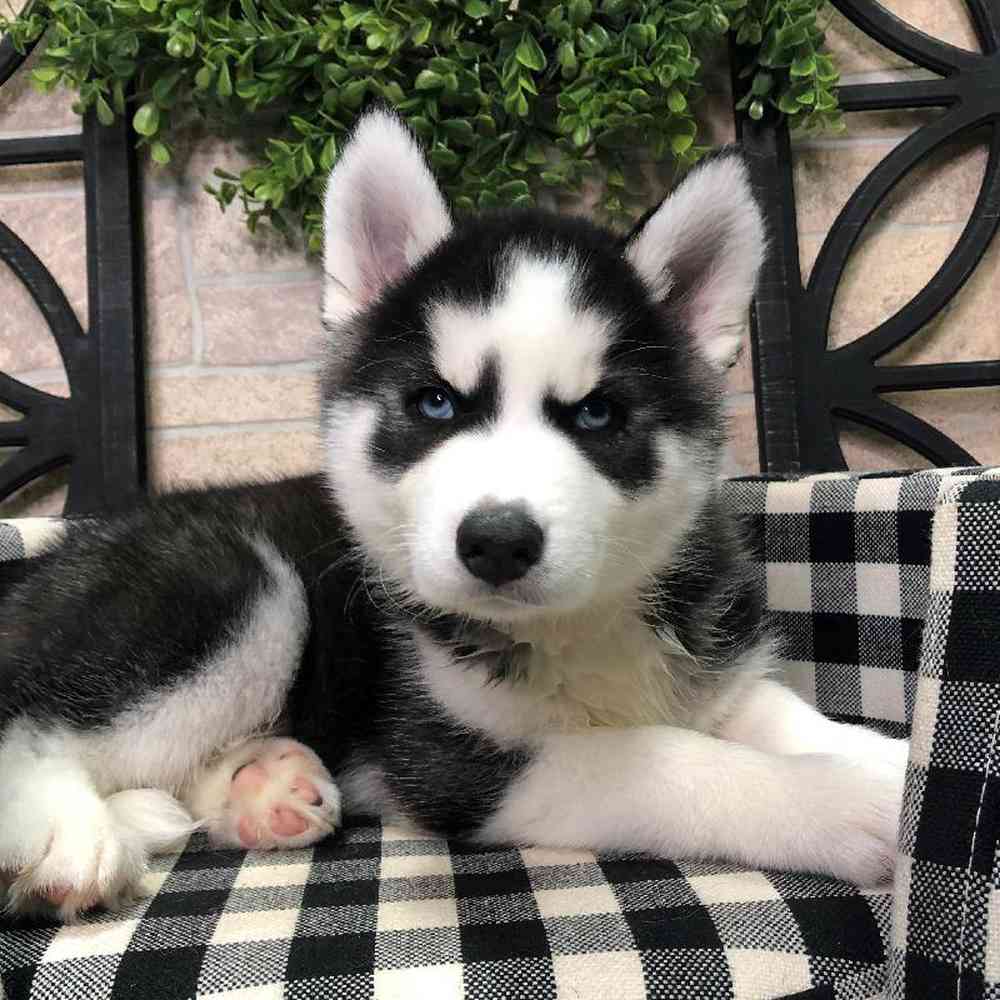 Male Siberian Husky Puppy for sale