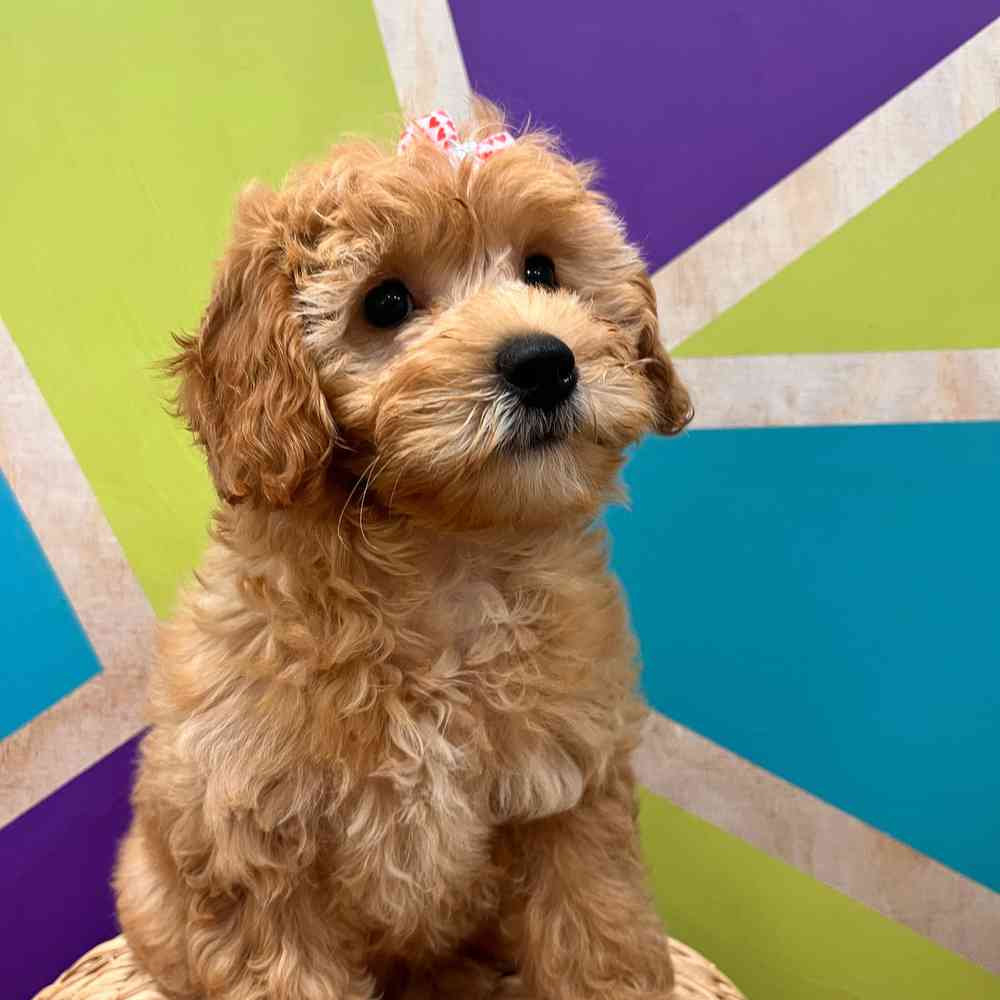 carousel pet images