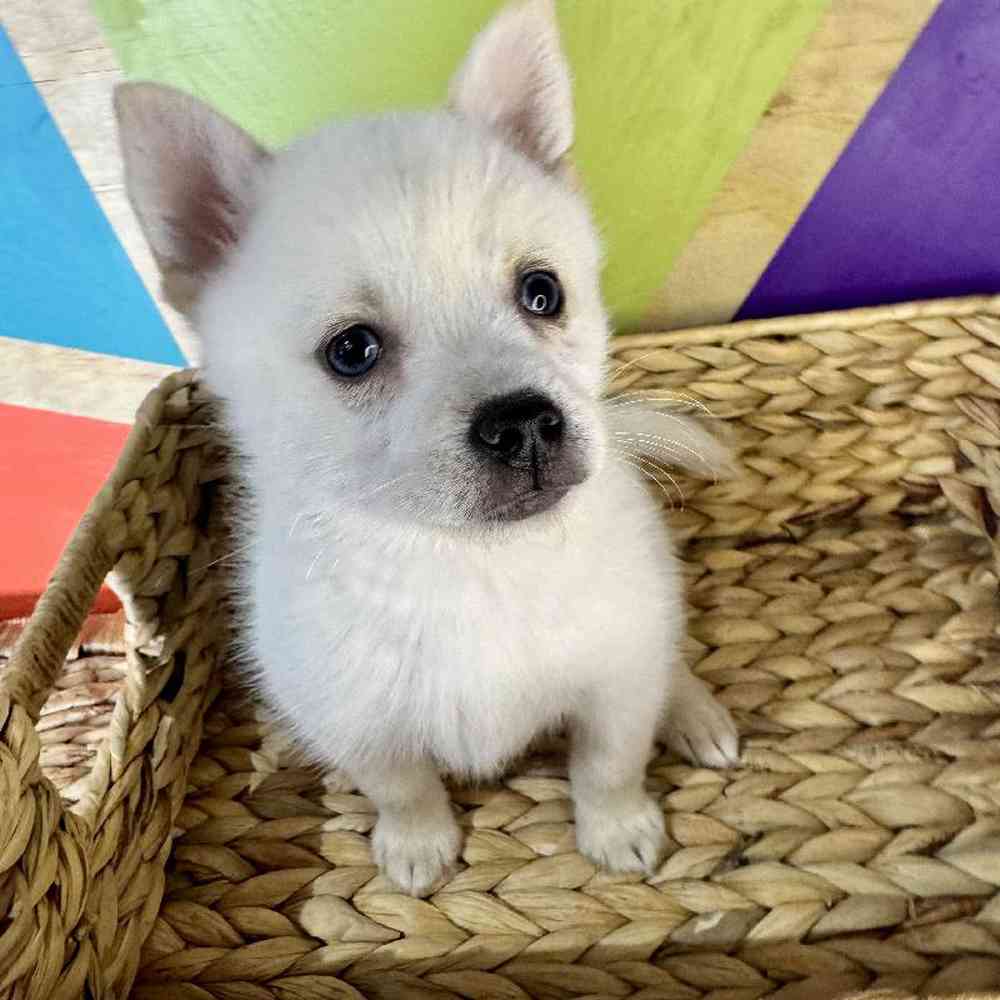 carousel pet images