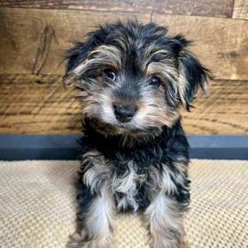 Morkie