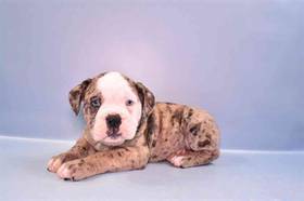 Old English Bulldog