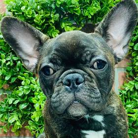 French Bulldog