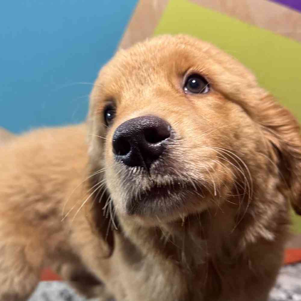 Image of a pet breed in the gallery
