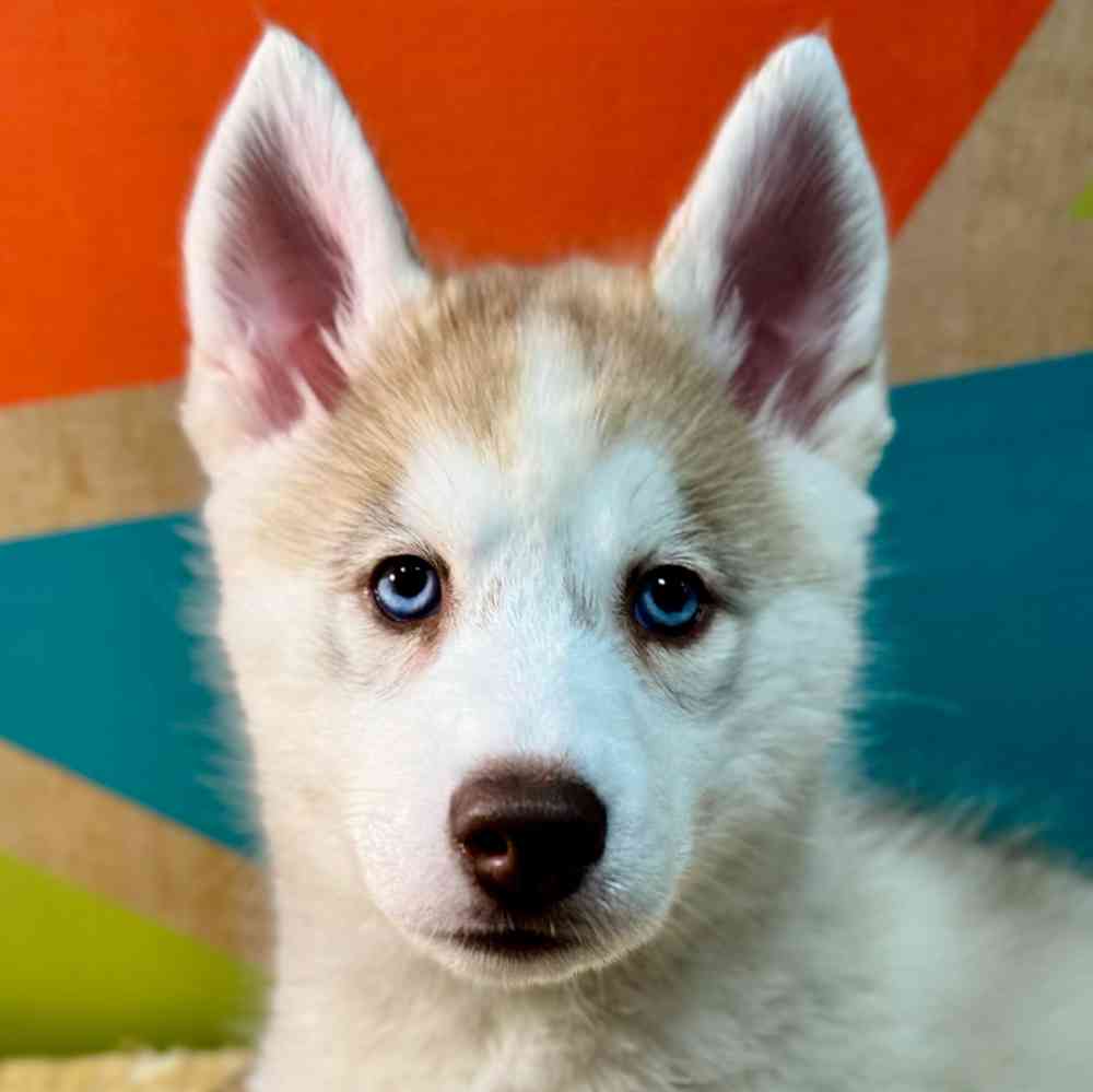 carousel pet images