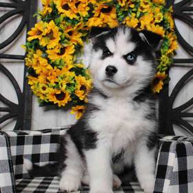 Siberian Husky