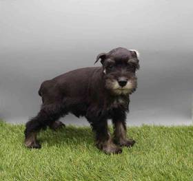 Mini Schnauzer