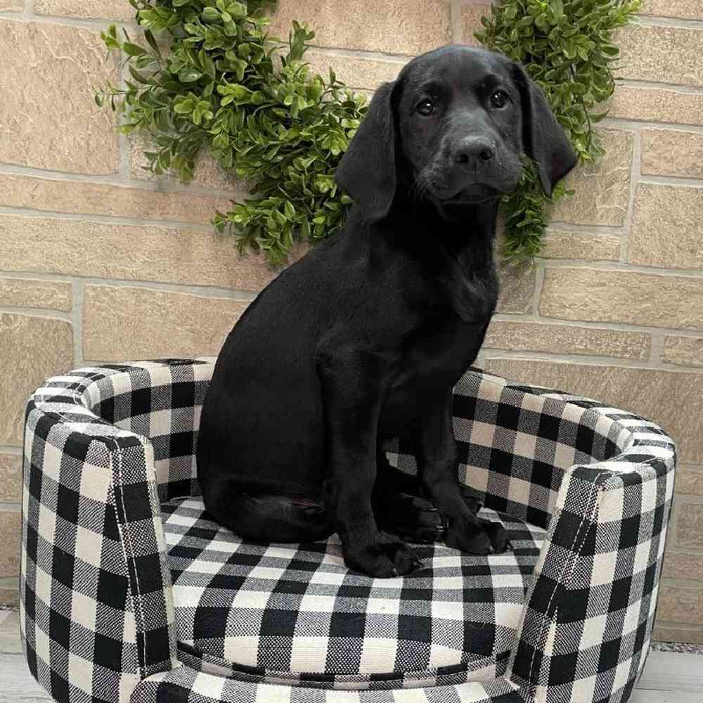 Male Labrador Retriever Puppy for sale