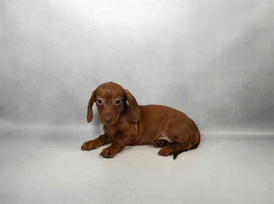 Dachshund
