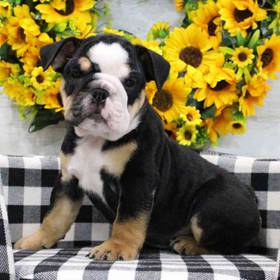 English Bulldog