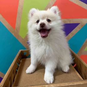 Pomeranian