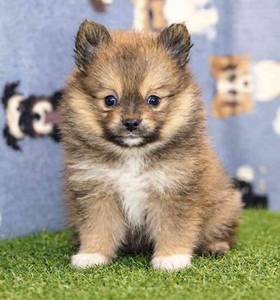 Pomeranian