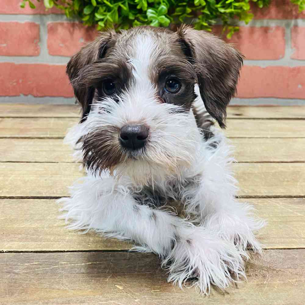 carousel pet images