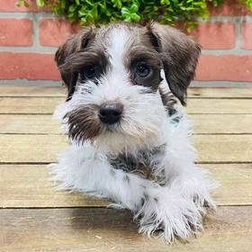 Mini Schnauzer