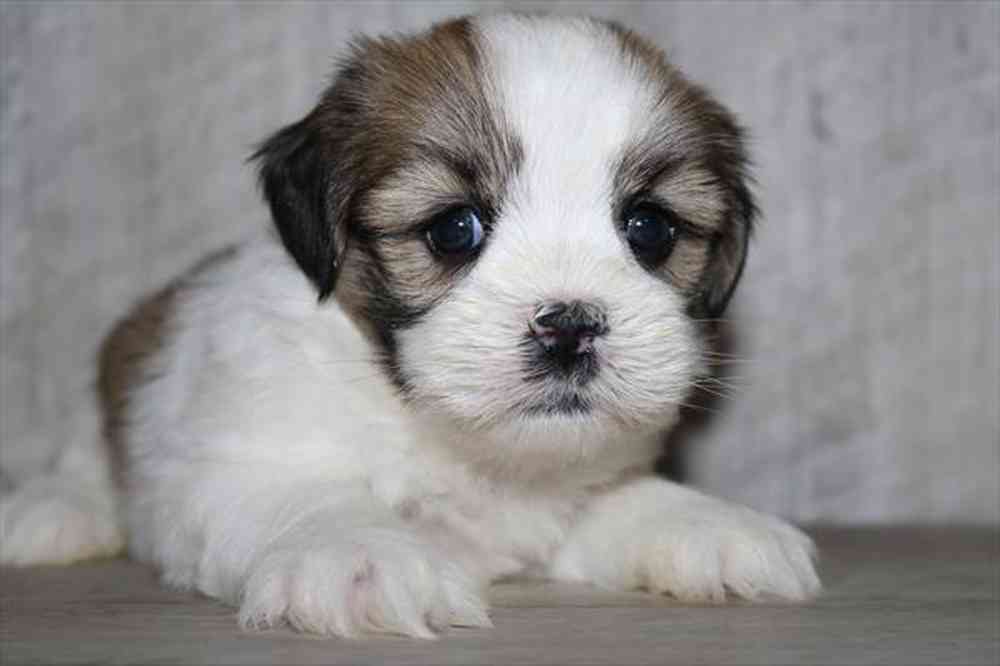 Information on Lhasa Apso Puppies for Sale in Rogers, Arkansas