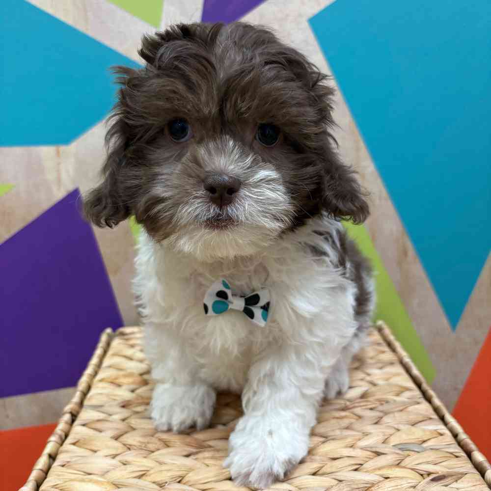 carousel pet images