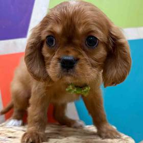 Cavalier King Charles Spaniel