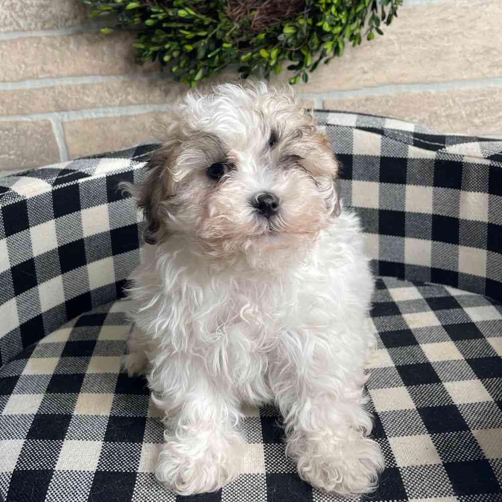 carousel pet images