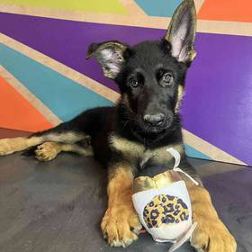German Shepherd