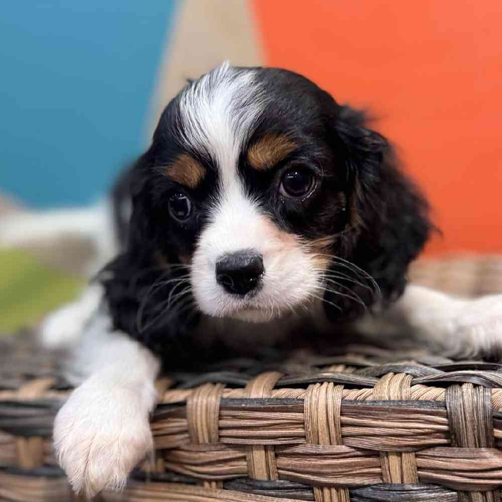 carousel pet images