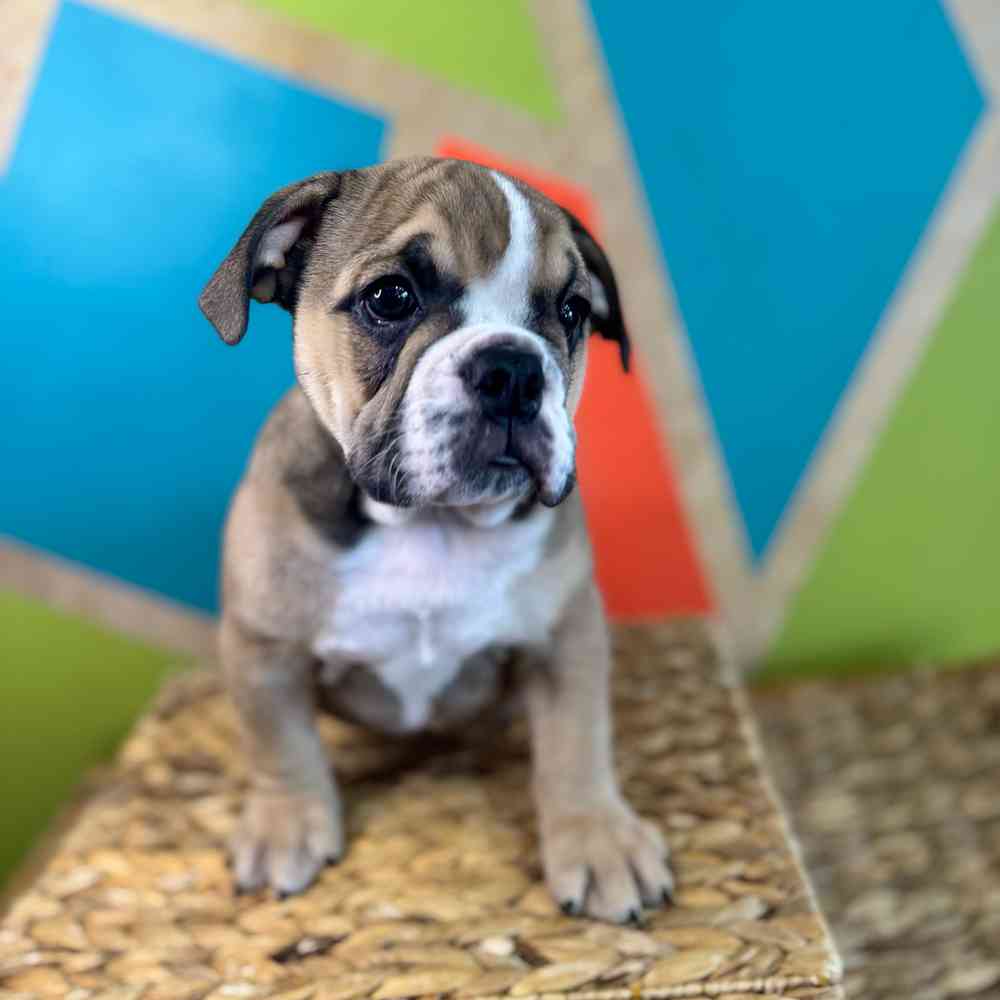 carousel pet images