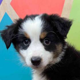 Miniature American Shepherd