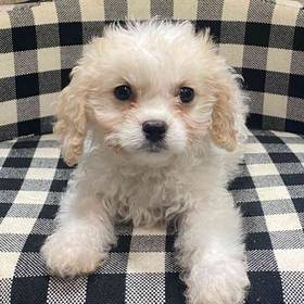 Cavachon