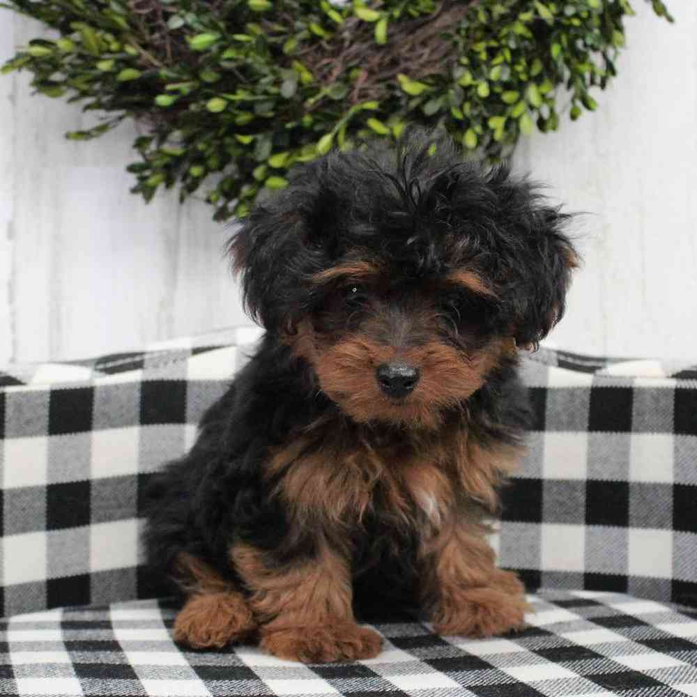 Male Yorkie-Poo Puppy for sale