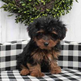 Yorkie-Poo