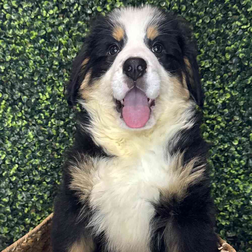 Female Bernese Mountain Dog Puppy for Sale in Joplin, MO