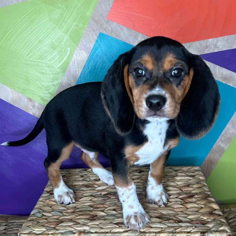 carousel pet images
