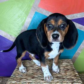 Beagle